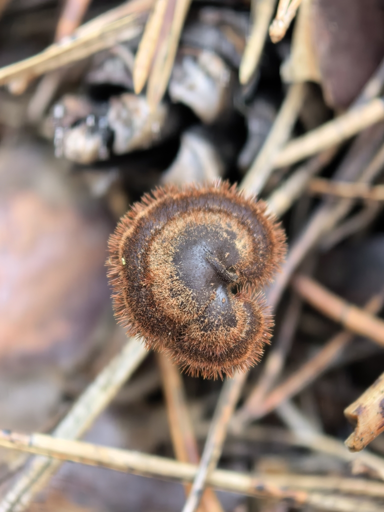Auriscalpium vulgare · November 2025 · photo: © bogylia (iNaturalist, cc-by)
