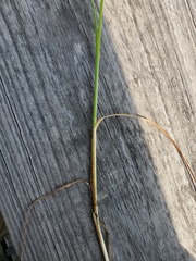Carex emoryi