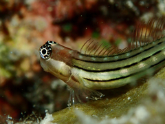 Kurt's Coralblenny photo 2