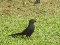 Crotophaga sulcirostris