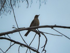 Turdus grayi