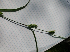 Carex grisea
