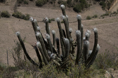 Oreocereus pseudofossulatus