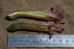 Oreocereus pseudofossulatus