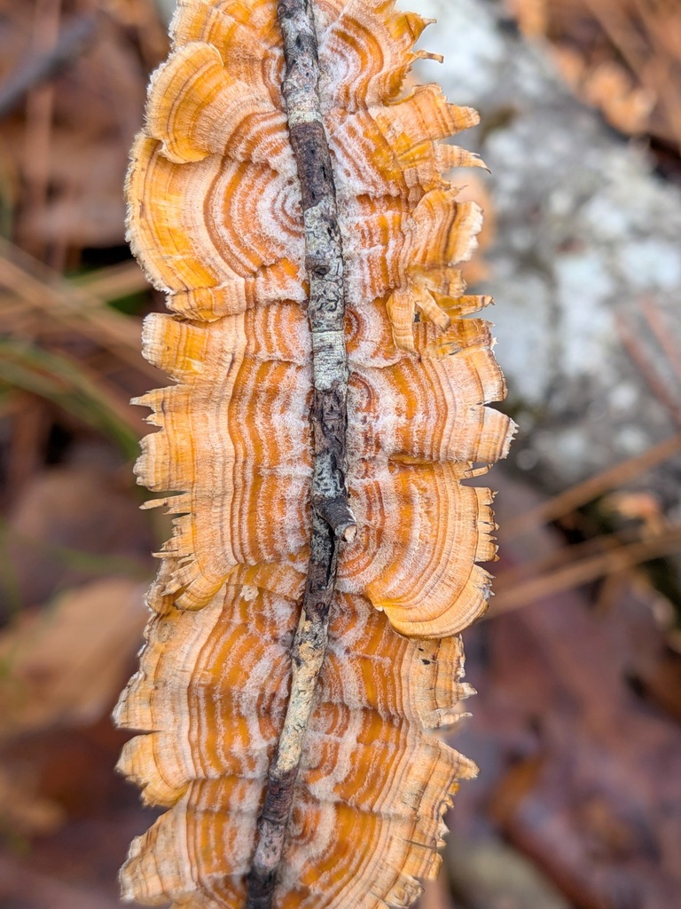 Stereum complicatum · December 2025 · photo: © kzoebel (iNaturalist, cc0)