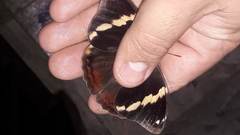 Opsiphanes quiteria