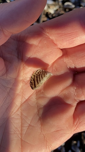 Dreissena polymorpha