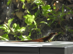 Anolis sagrei