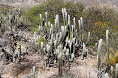 Oreocereus pseudofossulatus