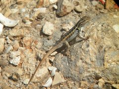 Sceloporus cozumelae