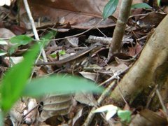 Sceloporus chrysostictus