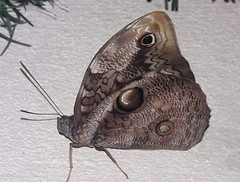Opsiphanes quiteria