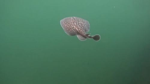 Torpedo marmorata