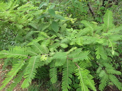 Senegalia subangulata