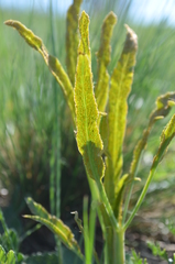 Puccinia sii-falcariae