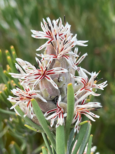Scented Sceptre (Paranomus dregei)