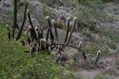 Oreocereus pseudofossulatus