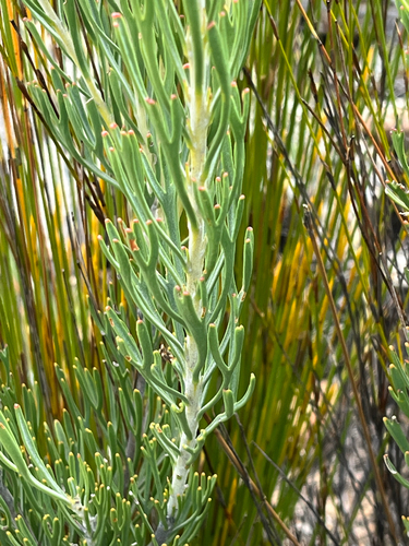 Paranomus dregei, photograph 2