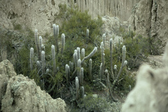Oreocereus pseudofossulatus