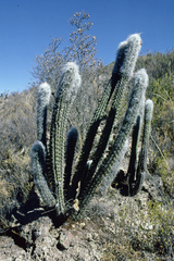 Oreocereus pseudofossulatus