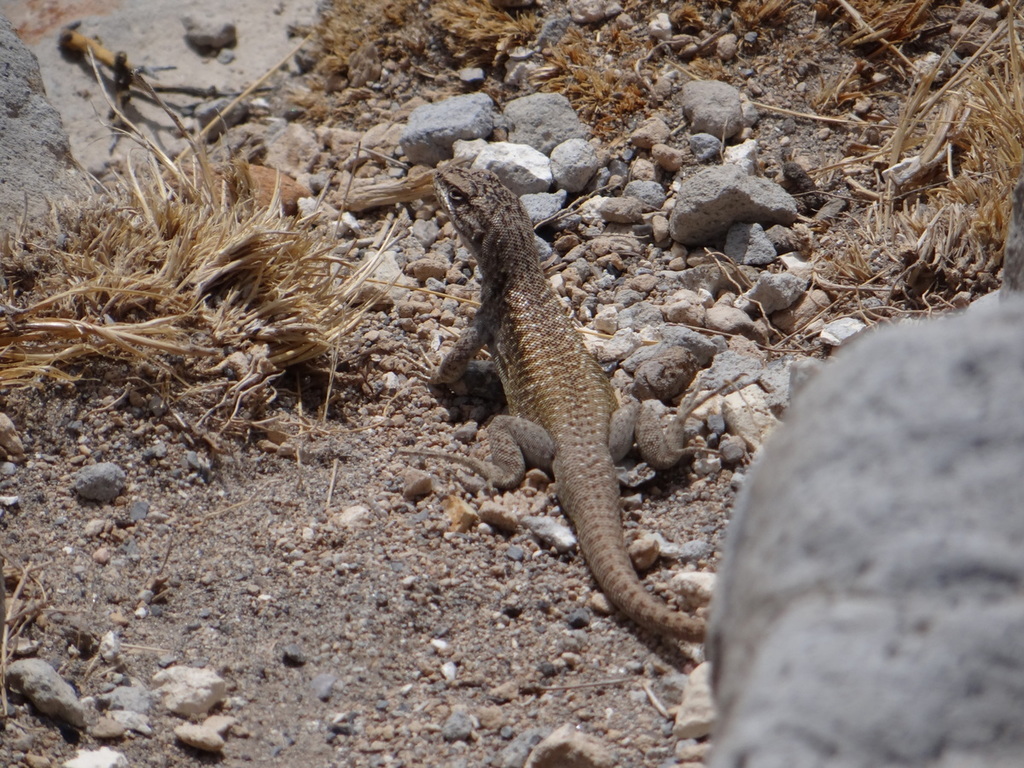 Dragon Smooth-Throated Lizard