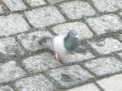 Columba livia domestica