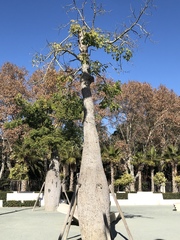 Ceiba