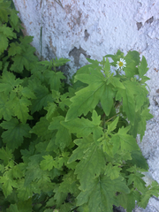 Perityle microglossa