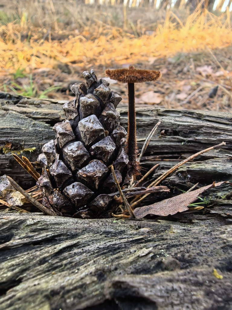 Auriscalpium vulgare · November 2025 · photo: © bogylia (iNaturalist, cc-by)