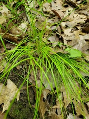 Carex radiata