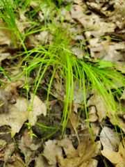 Carex radiata