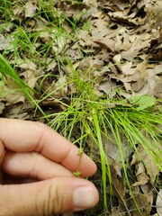 Carex radiata