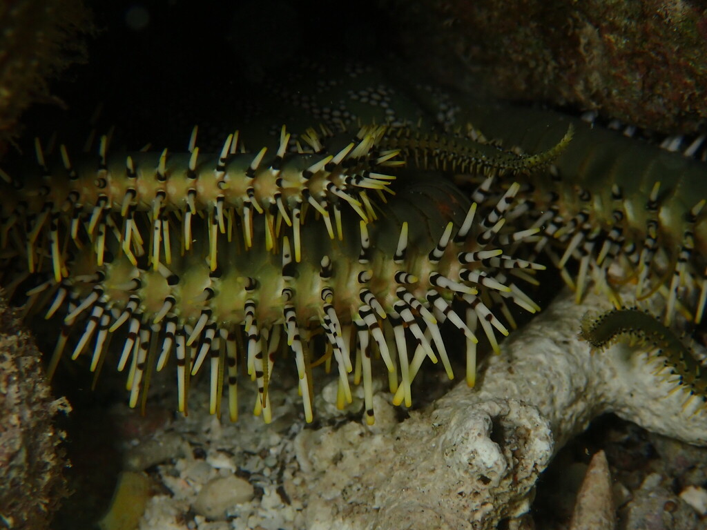 Large Brittle Star