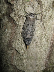 Prionoxystus macmurtrei