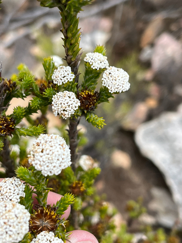 African Stoebe (Stoebe aethiopica)