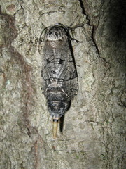 Prionoxystus macmurtrei