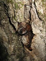 Prionoxystus macmurtrei