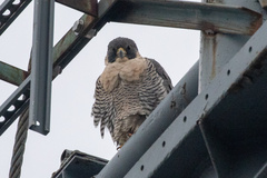Falco peregrinus