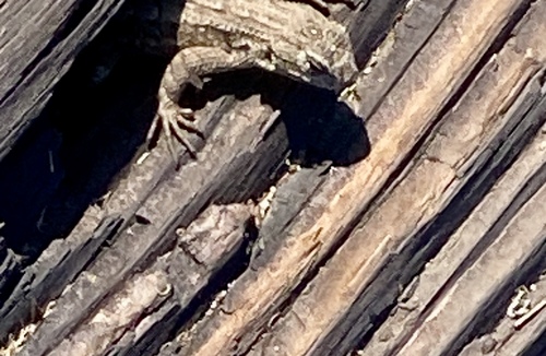 iNaturalist observation photo of Western Fence Lizard