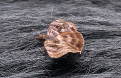 Ebrietas