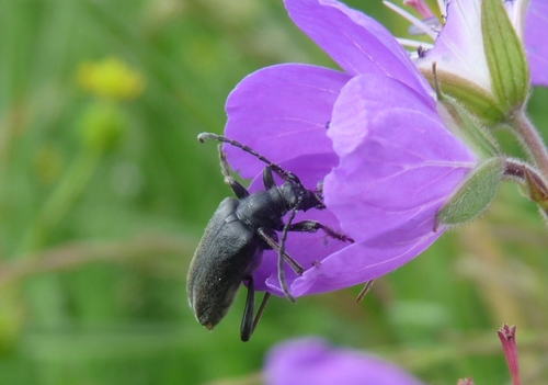 Brachyta interrogationis