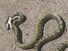 Phrynonax poecilonotus