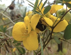 Bombus mexicanus