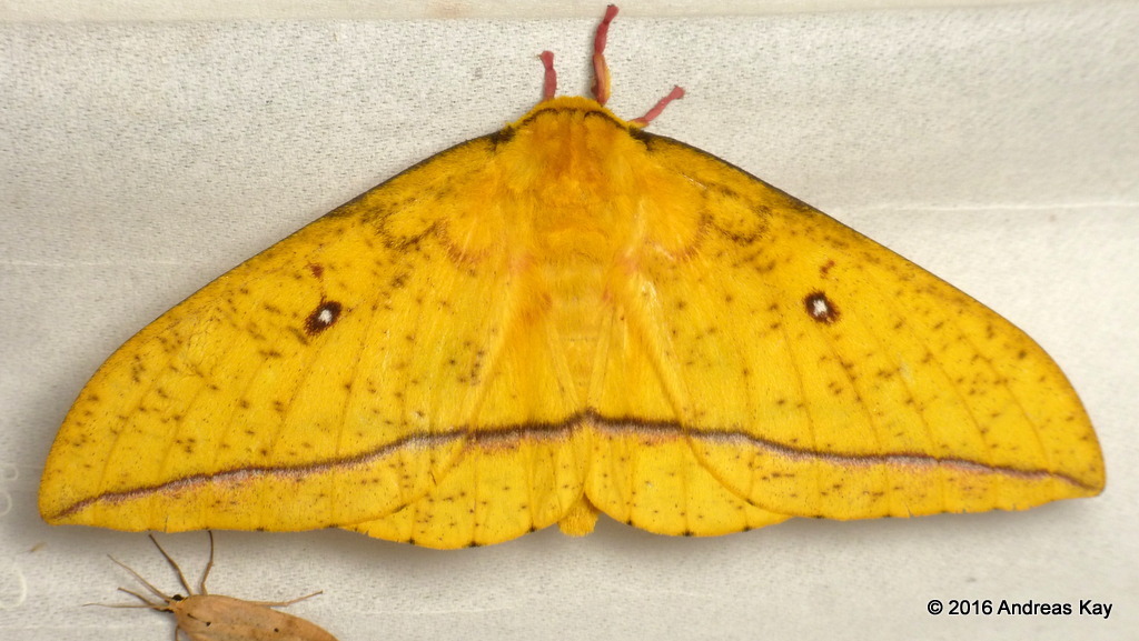Bathyphlebia