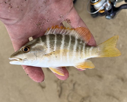 Lutjanus apodus