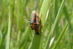 Cantharis lateralis