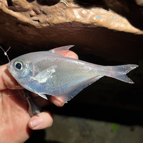 Copper sweeper (Pempheris schomburgkii) — Pempheridae — 2