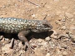Sceloporus occidentalis becki