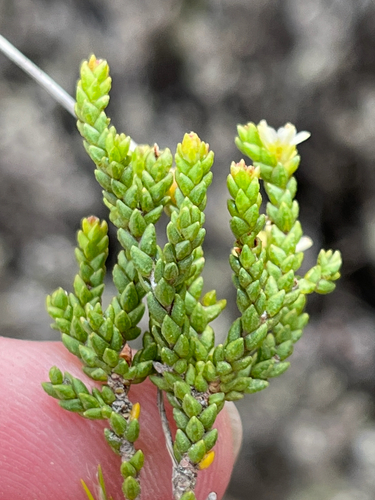 Orange Bitterbuchu (Diosma apetala)