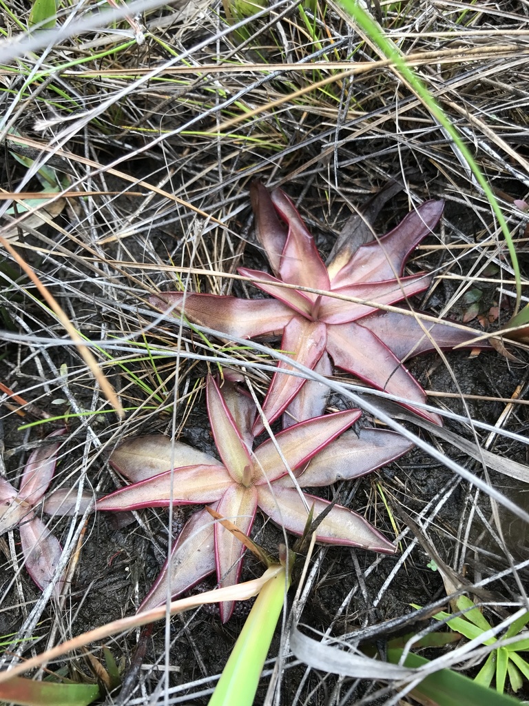 Pinguicula planifolia, Florida, US